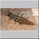 Chrysoperla sp - Florfliege Larve 01 7mm.jpg